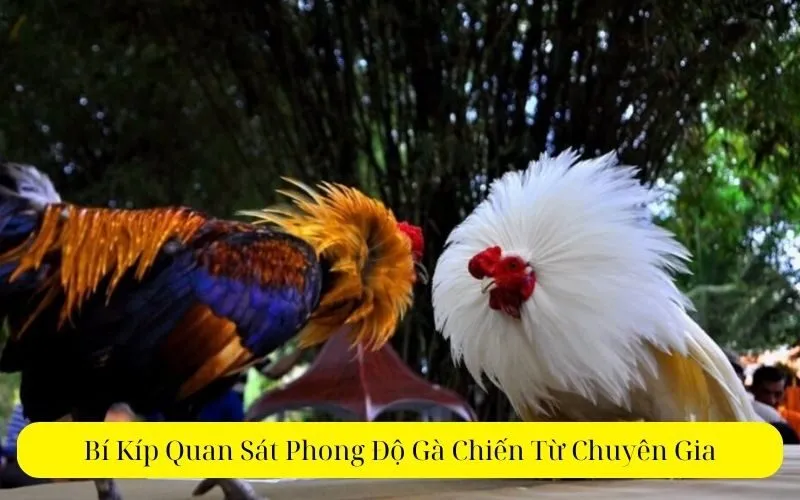 Bí Kíp Quan Sát Phong Độ Gà Chiến Từ Chuyên Gia