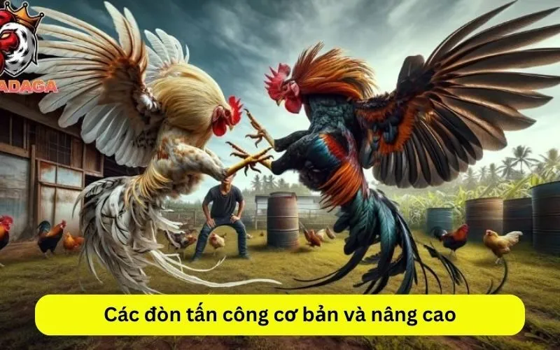 Các đòn tấn công cơ bản và nâng cao