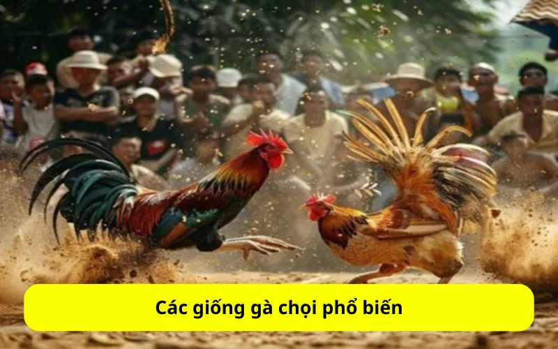 Các giống gà chọi phổ biến