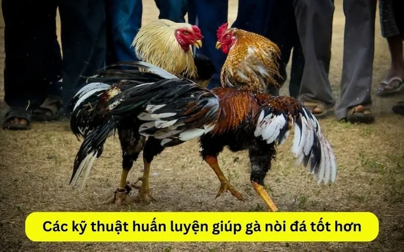 Các kỹ thuật huấn luyện giúp gà nòi đá tốt hơn