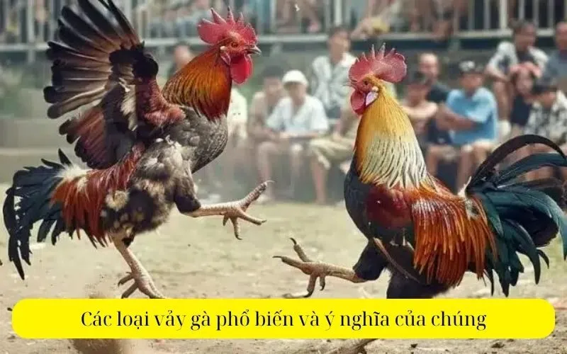 Các loại vảy gà phổ biến và ý nghĩa của chúng