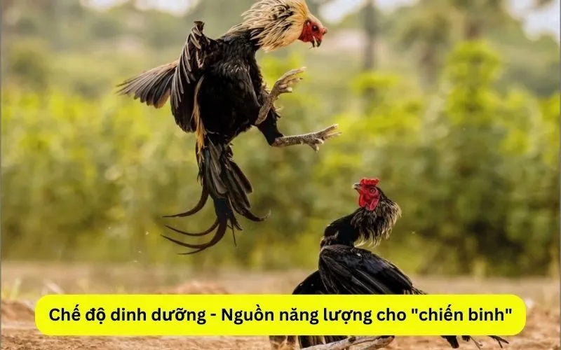 Chế độ dinh dưỡng - Nguồn năng lượng cho chiến binh