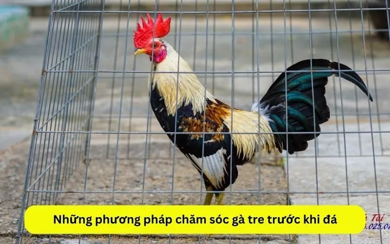 Những phương pháp chăm sóc gà tre trước khi đá